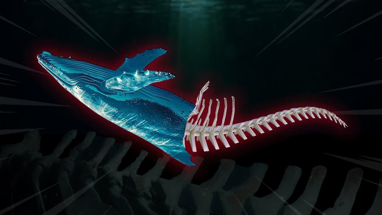 Кладбище китов — место, откуда они не возвращаются