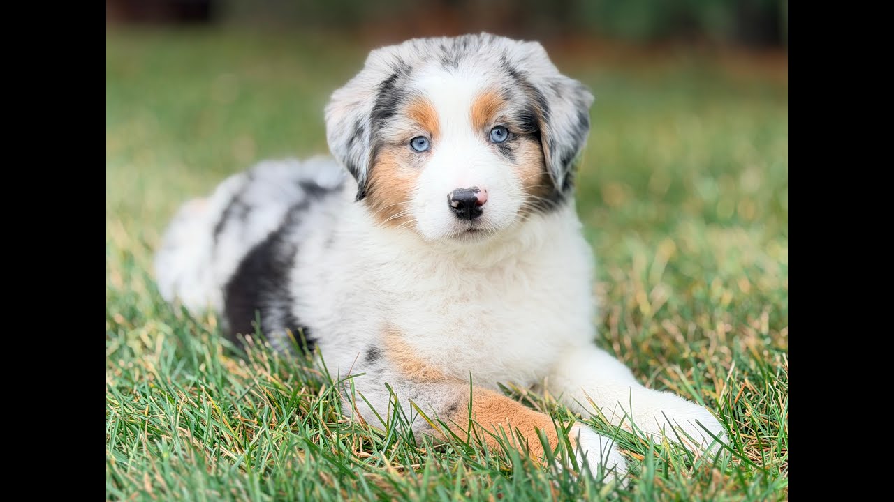 Mini Australian Shepherd Puppy for Sale, Oliver Twist is a very handsome boy with great personality!