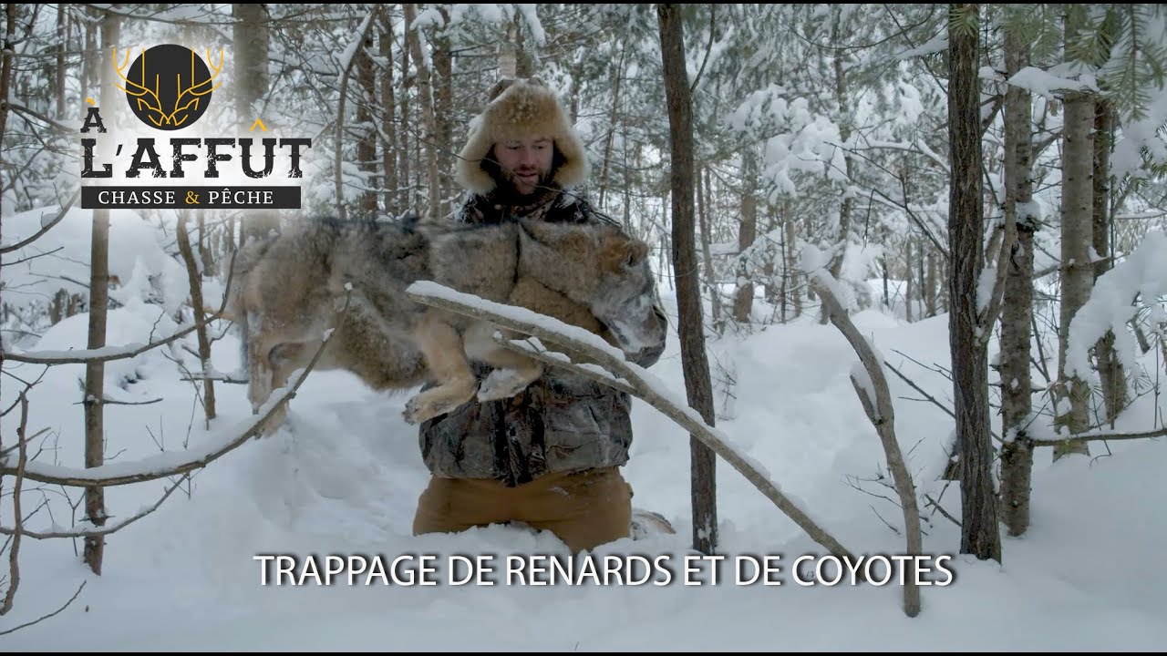 À l'affût: Trappage de canidés