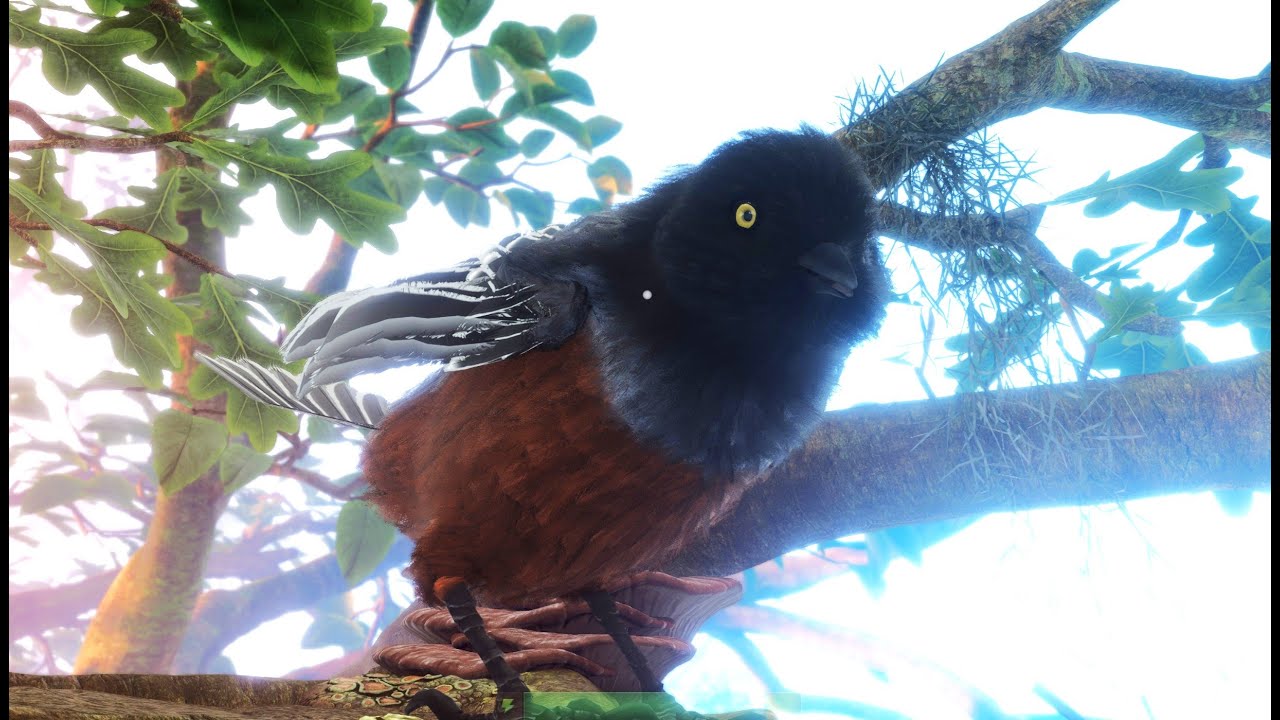 Smalland - Taking On A Rufous Bellied Tit (Adult) and Where It Is