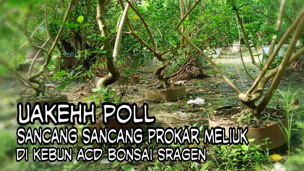 FULL SANCANG PROSES ACD BONSAI SRAGEN ‼INSPIRASI PROKAR SANCANG MELIUK DAN FORMAL