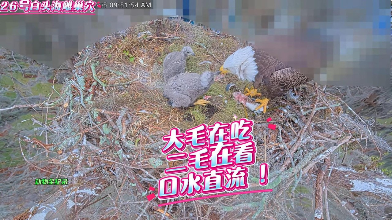 26号雕巢早餐时分：大毛在吃，二毛在看，口水直流