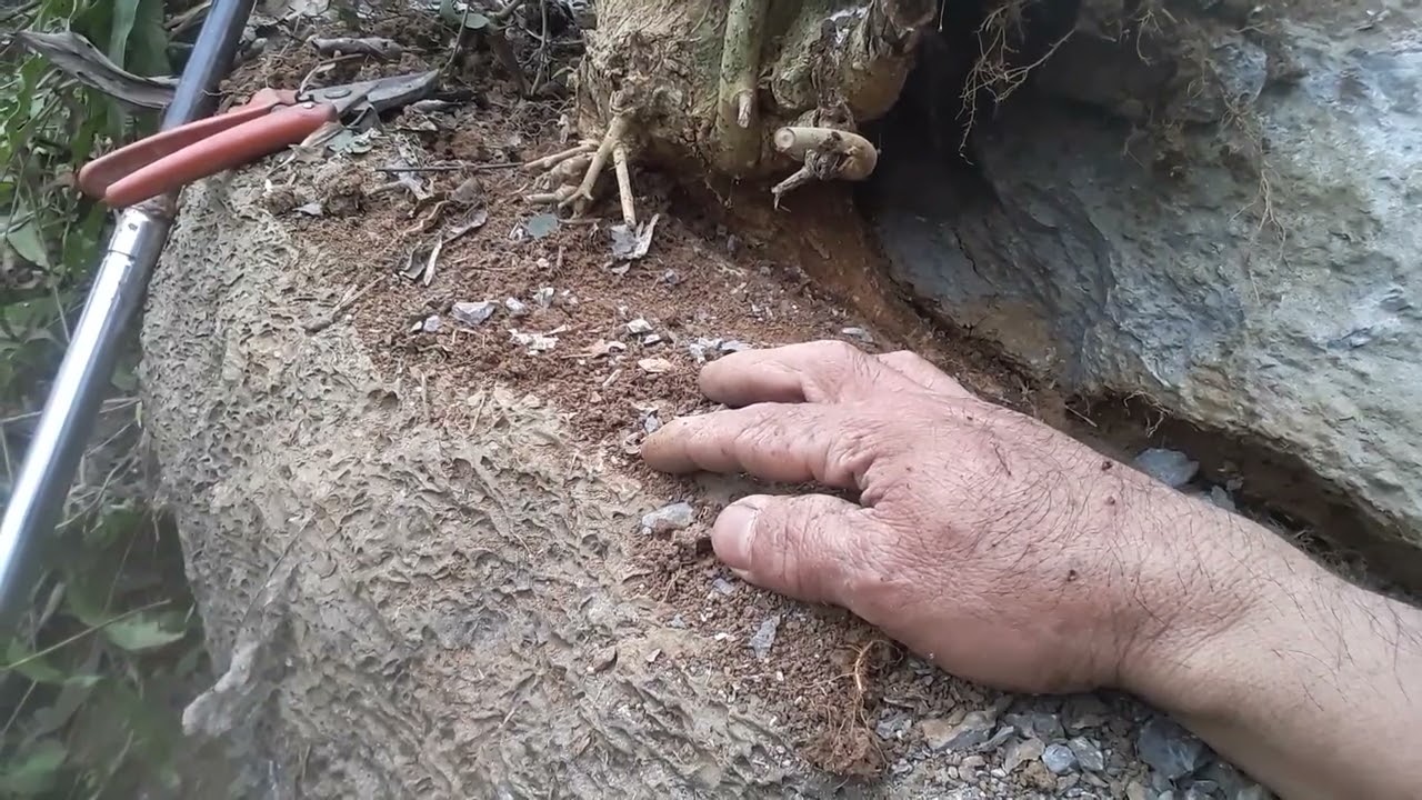 săn lùng phôi duối
