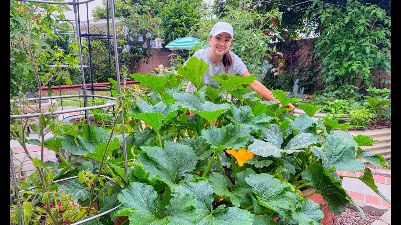 How to Grow Squash and Zucchini Vertically
