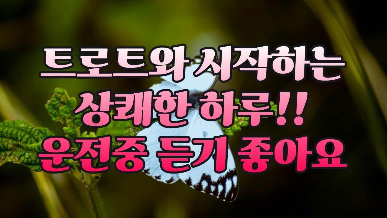 기분이가 좋아지는 말랑말랑한 트로트 모음