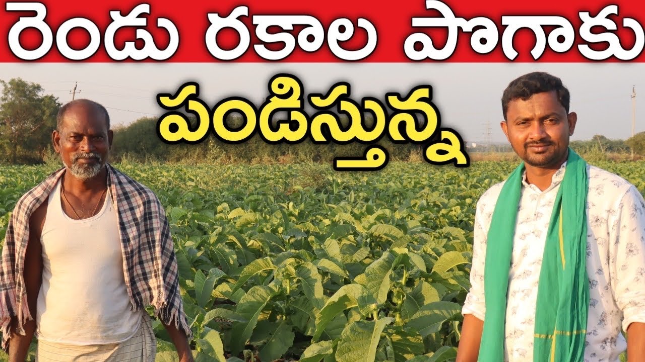 రెండు రకాల పొగాకు పండిస్తున్న | Tobacco Farming