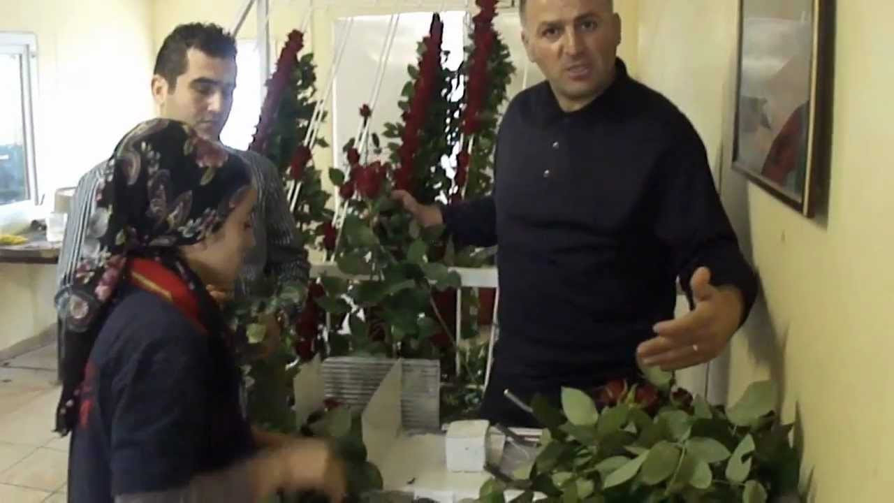 KESME GÜL YETİŞTİRİCİLİĞİ (CUT ROSE CULTIVATION)