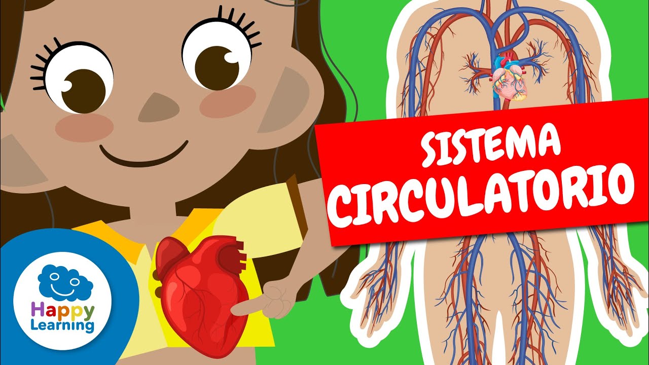 APRENDE SOBRE EL CUERPO HUMANO | EL SISTEMA CIRCULATORIO 🫀🏋🏼‍♂️🧠 | Happy Learning #circulatorio