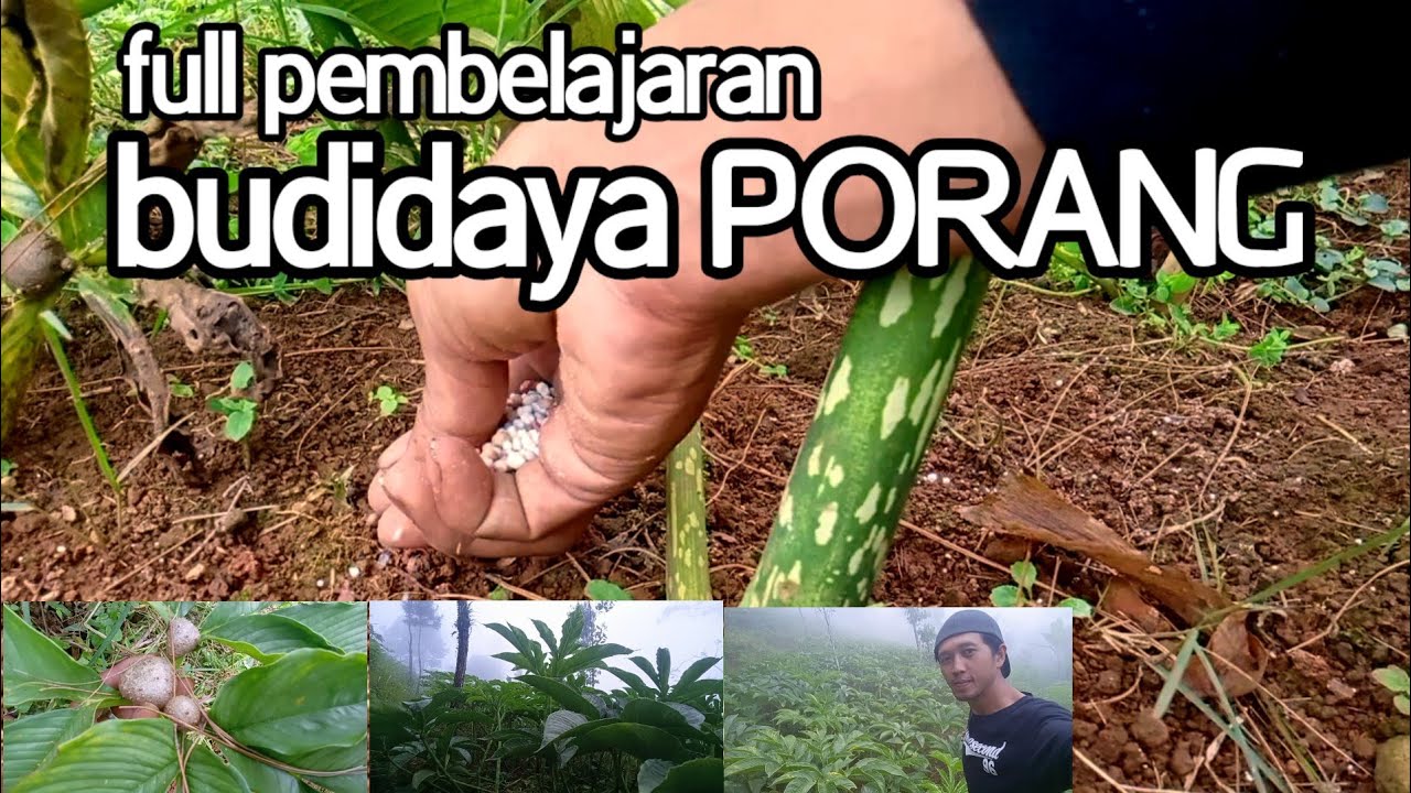 PUPUK TERBAIK UNTUK TANAMAN PORANG TAHAP KETIGA