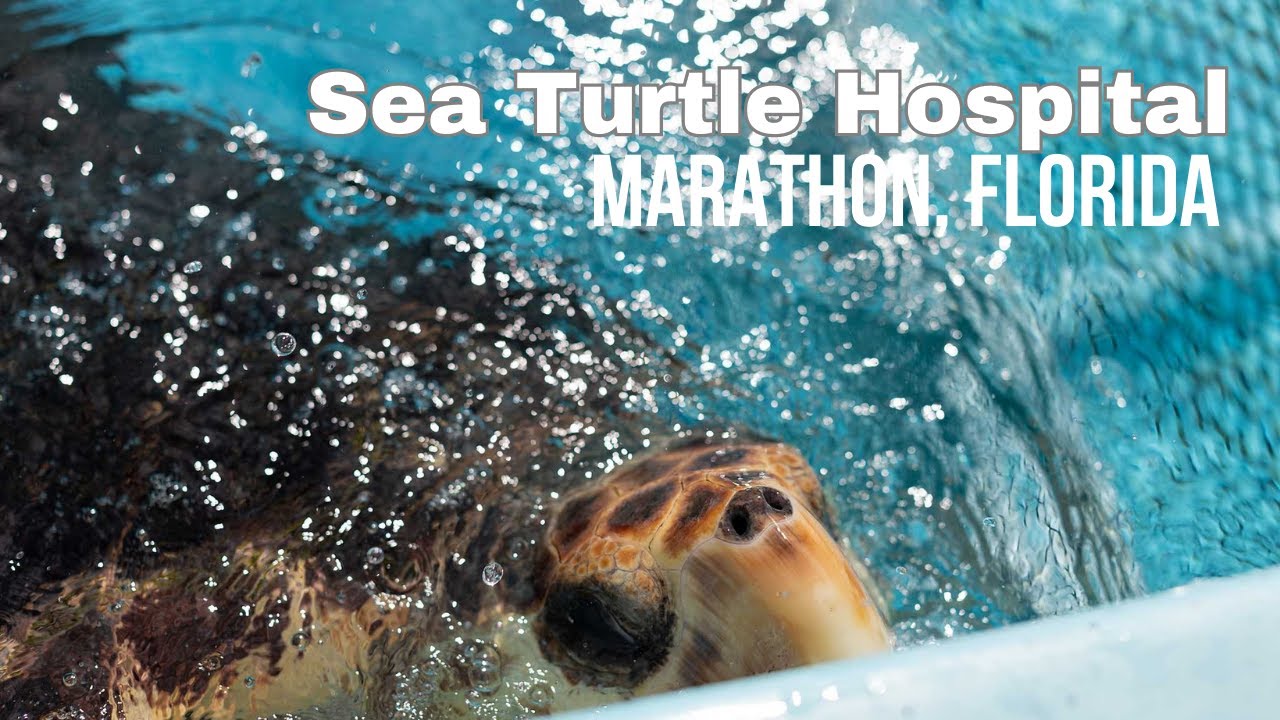 SEA TURTLE HOSPITAL | Marathon Florida Keys