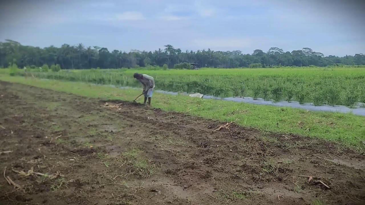 Traditional Tilling: Getting the Soil Ready for Corn Season _FarmersLife _Shorts