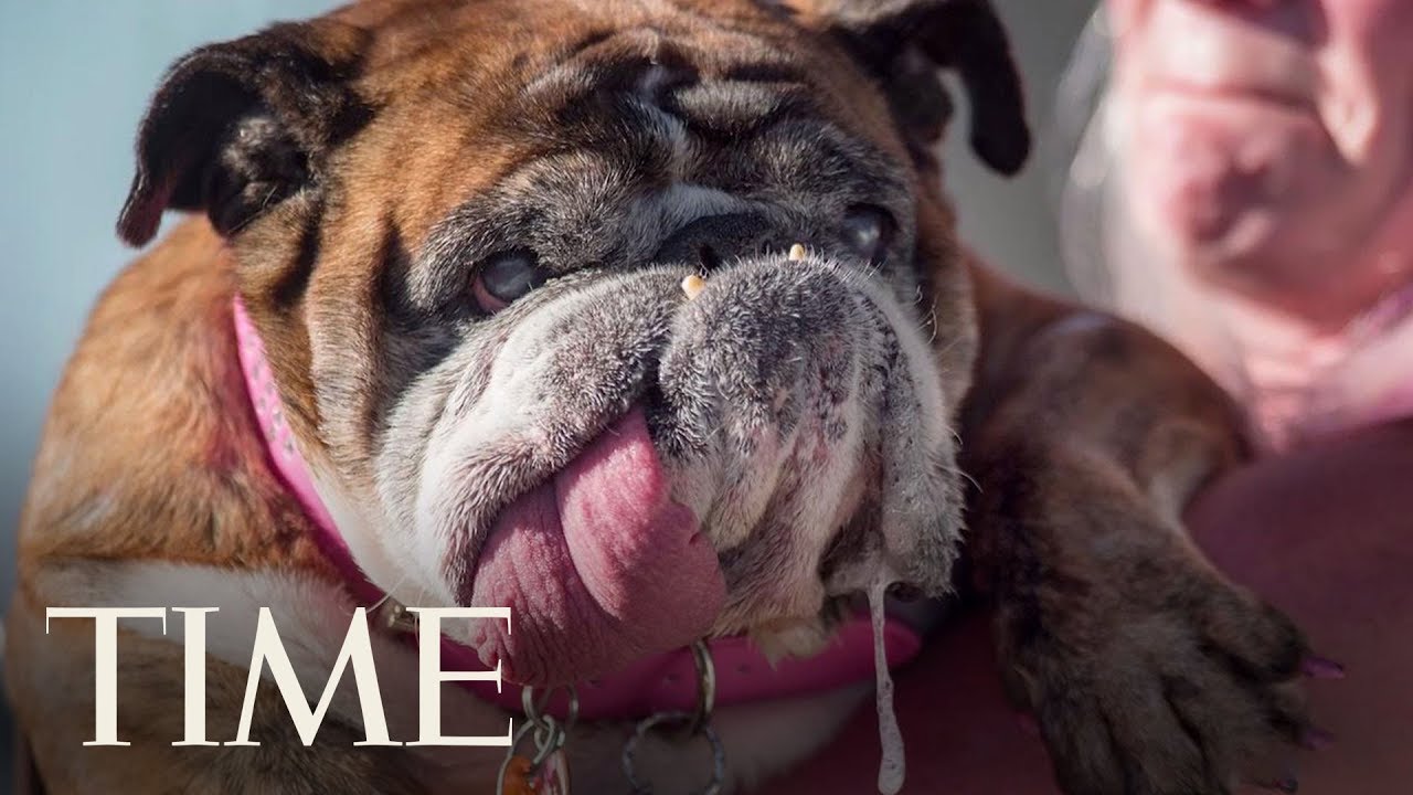 Zsa Zsa The English Bulldog Wins The World's Ugliest Dog Title | TIME