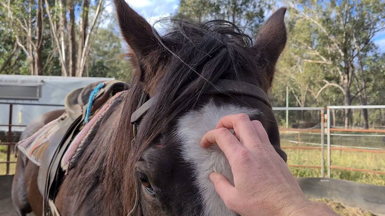 Mouthing/remouthing a new horse (gradually)