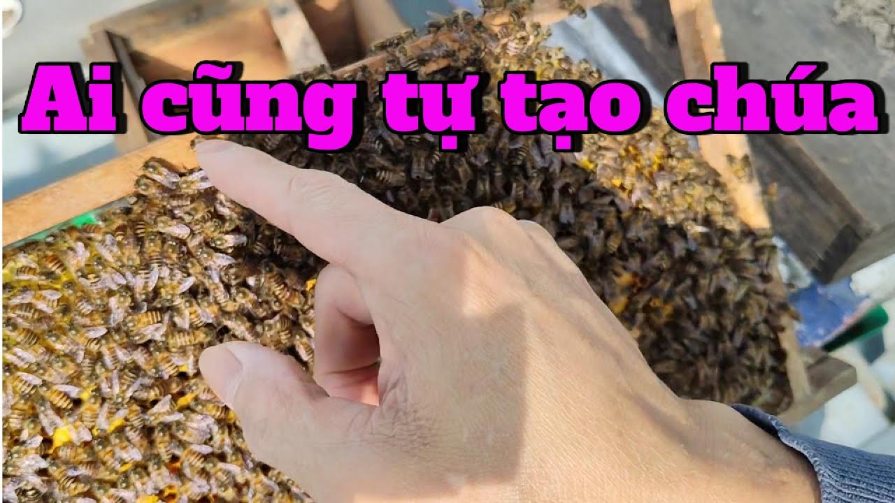 Bạn sẽ có nhiều chúa chủ động thường xuyên để chia đàn
