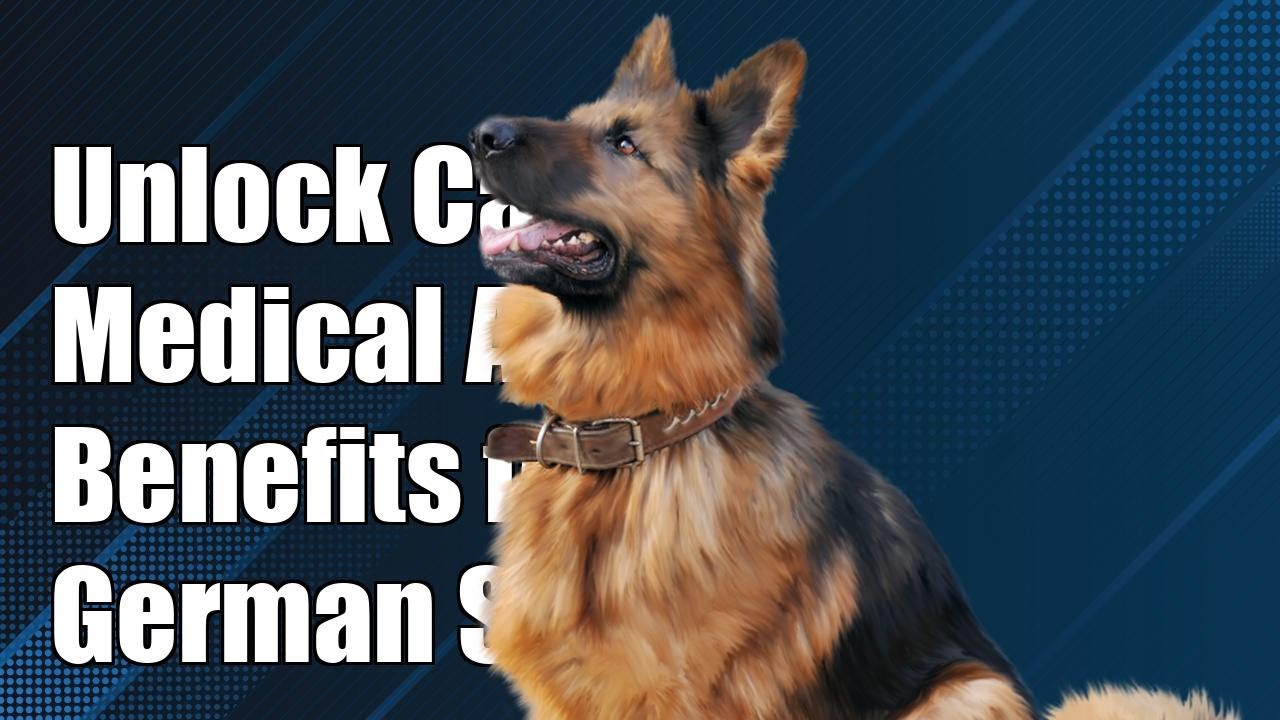 Unlock the Hidden Benefits of Canine Medical Alert Work for German Shepherds!