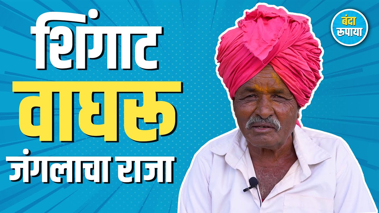 वाघाच्या पोटावर बोकड पाय देऊन उभा राहिला | जंगलाचा राजा | Daji Rupnar | Banda Rupaya