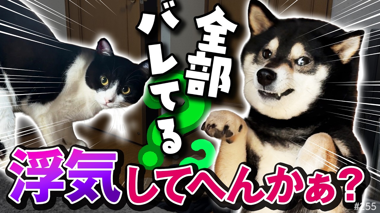 帰省したら柴犬は不機嫌、実家の猫はツンデレ…