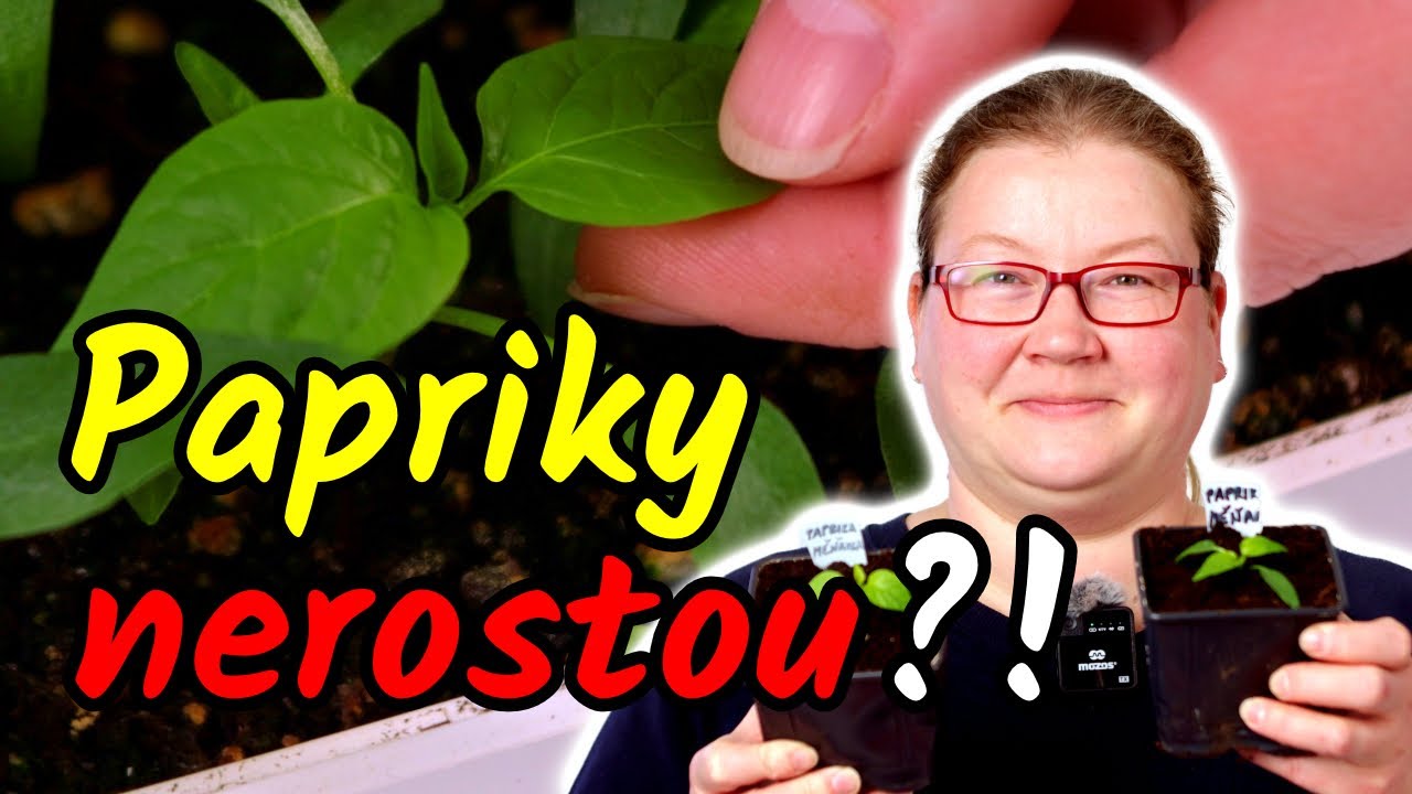 😭🌶️ PAPRIKY NEROSTOU? Udělejte tuto věc pro SILNÉ SAZENICE