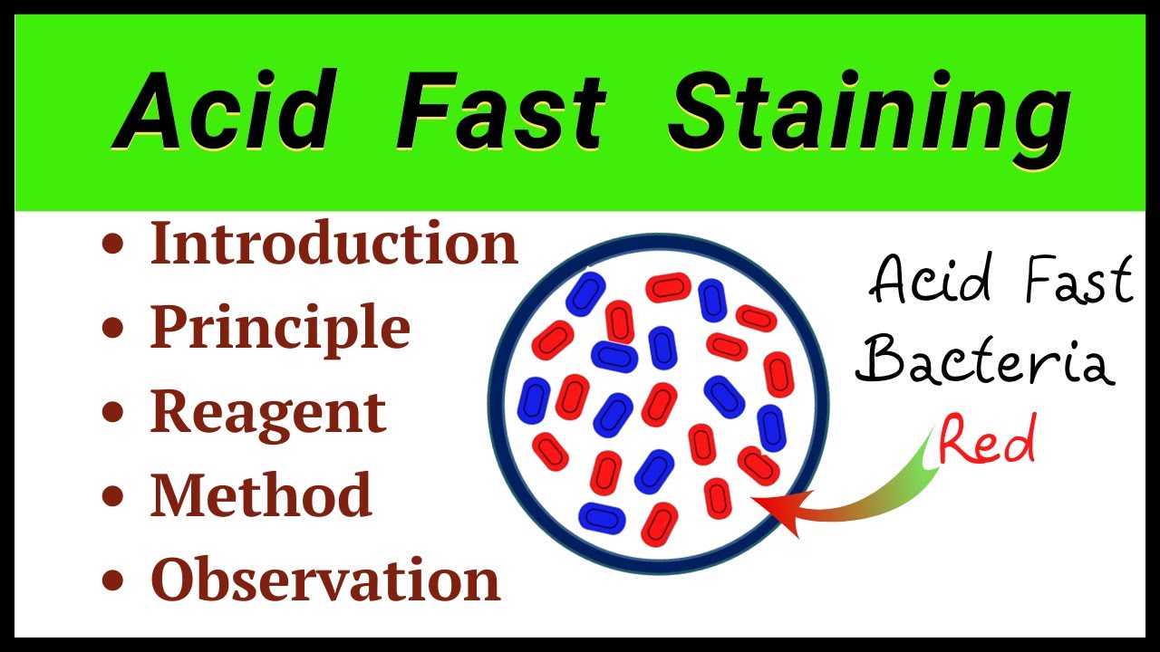 Acid Fast Staining Procedure