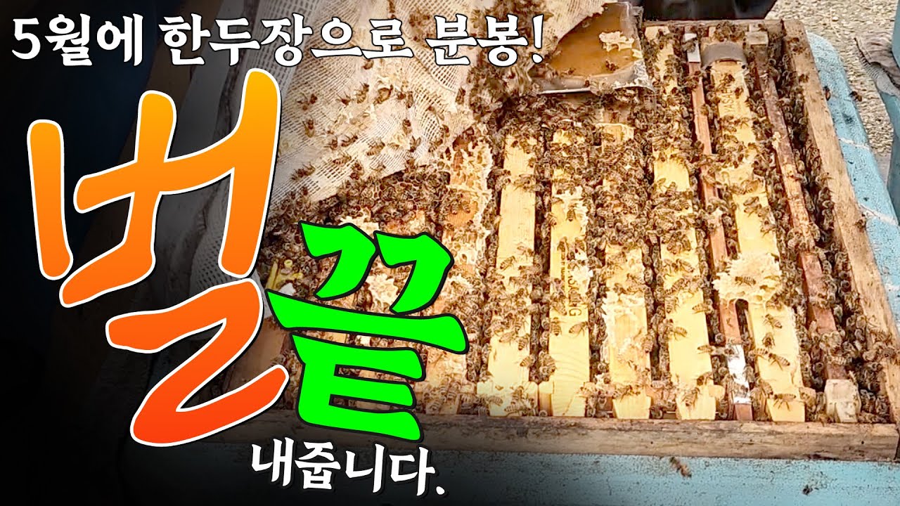 [미희네벌꿀농장] 5월 분봉 후 3개월, 안에서 무슨 일이? #bee #양봉 #벌 #양봉초보