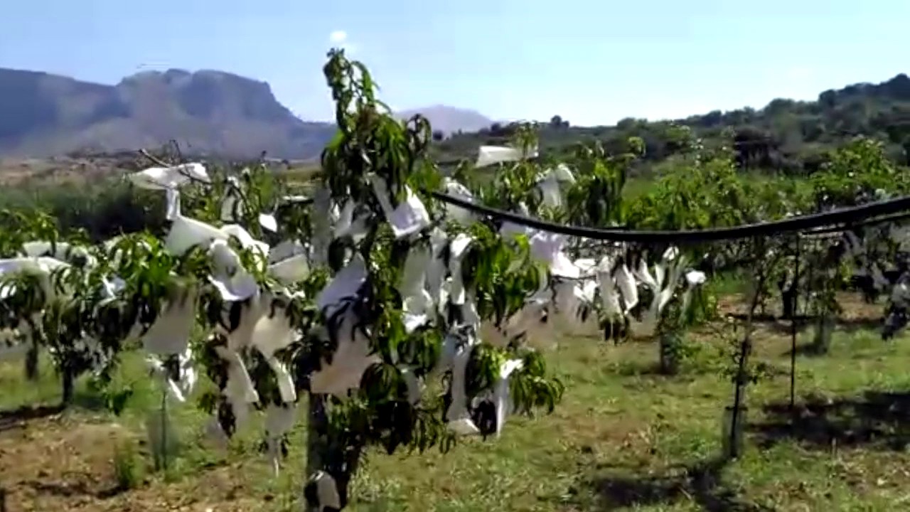 Azienda Agricola Vitale   Incoppatura delle pesche