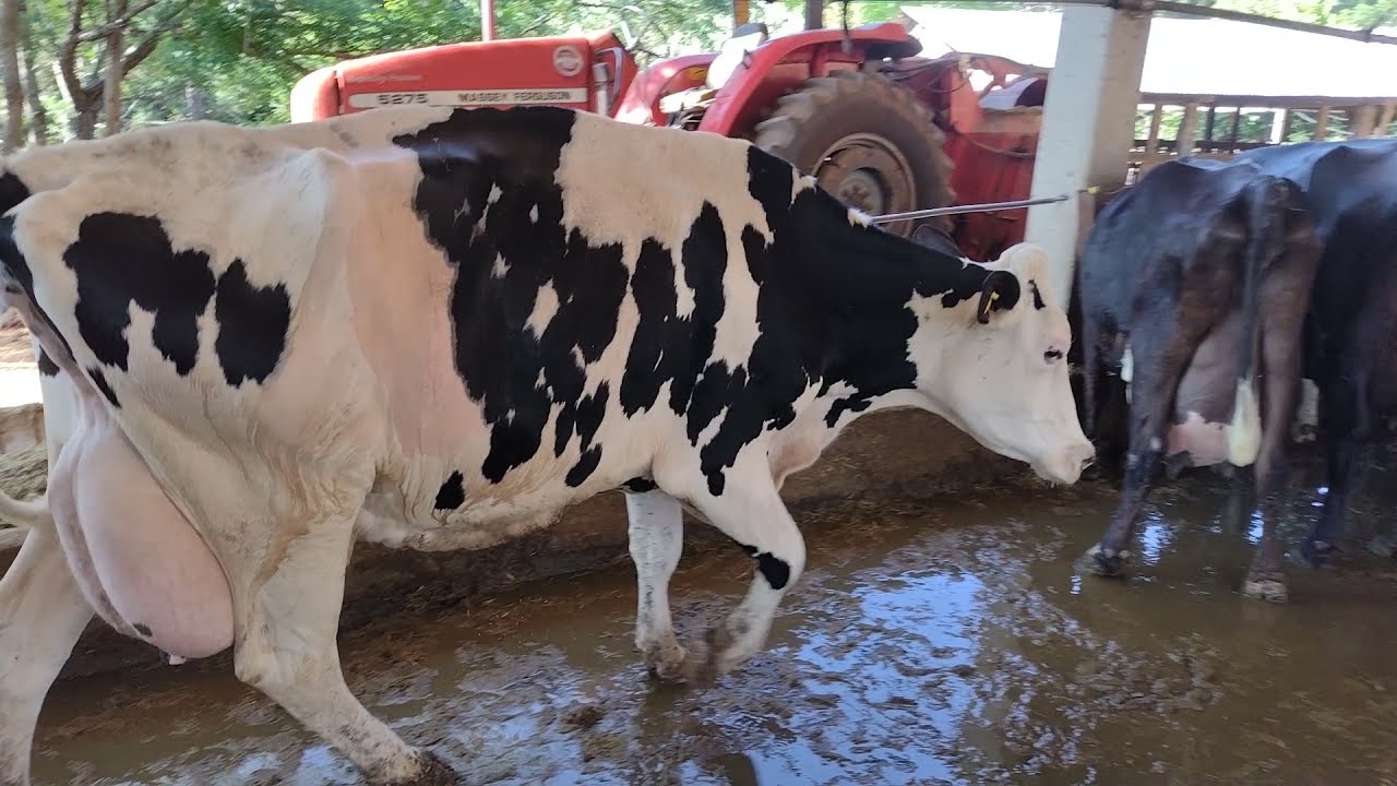 Mostrando como está a vaca que foi feito o deslocamento de abomaso.