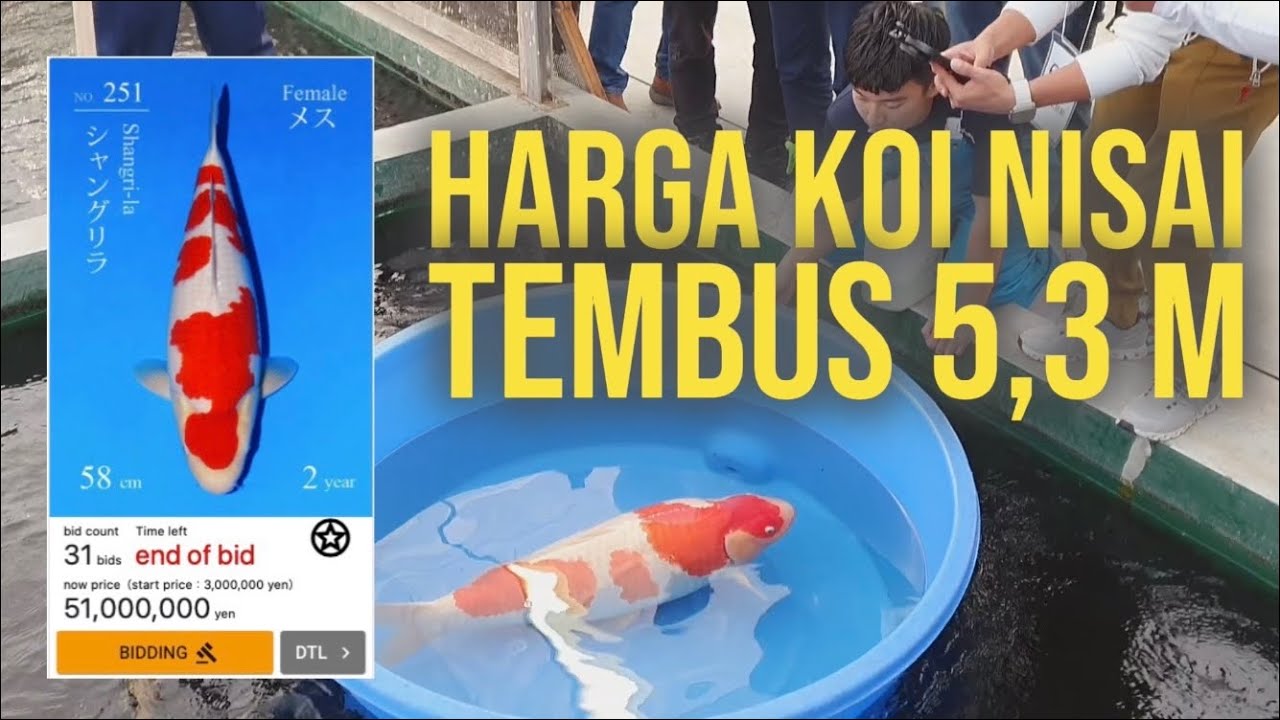 Seperti Apa Beli Ikan Koi Di Jepang @Onelito Koi