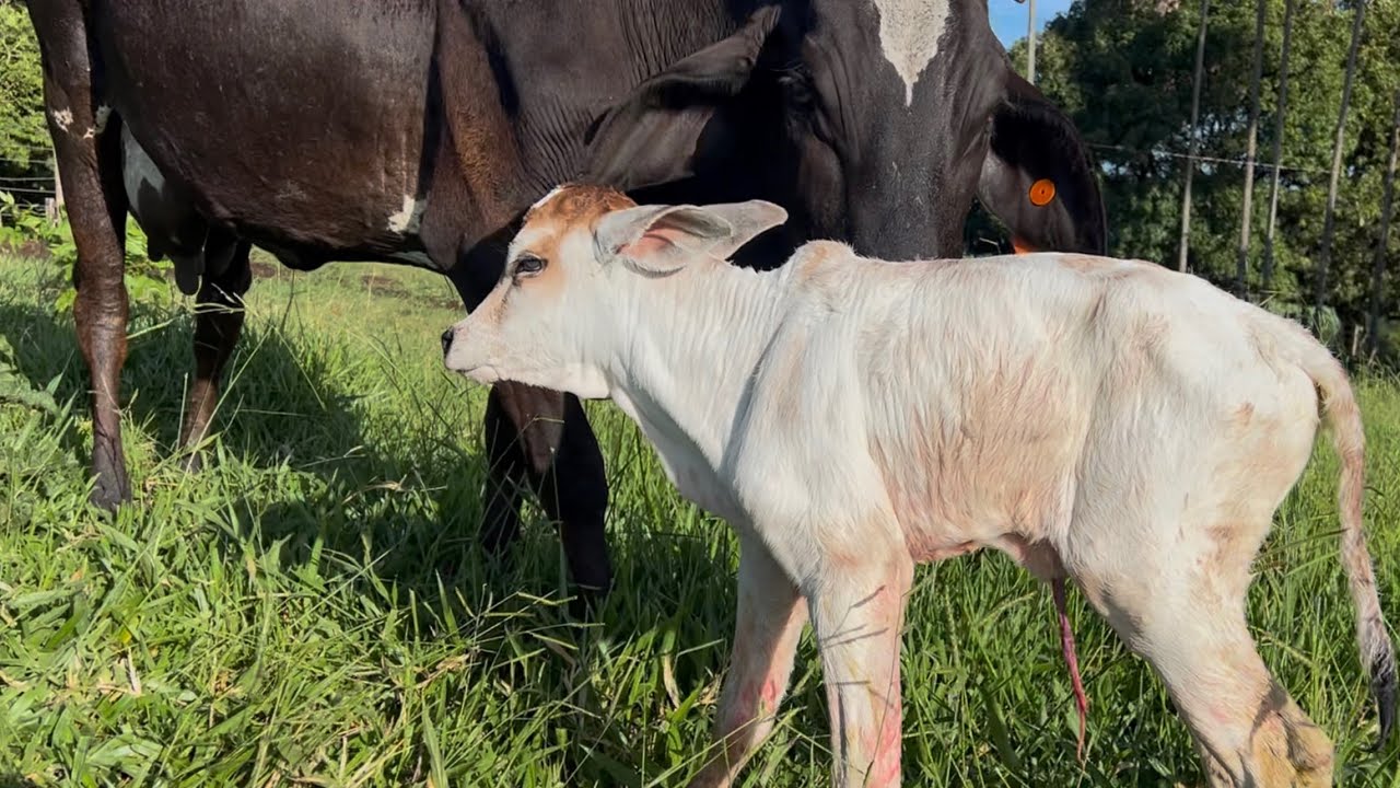 Vaca Espadilha pariu uma bezerrinha pequenininha 