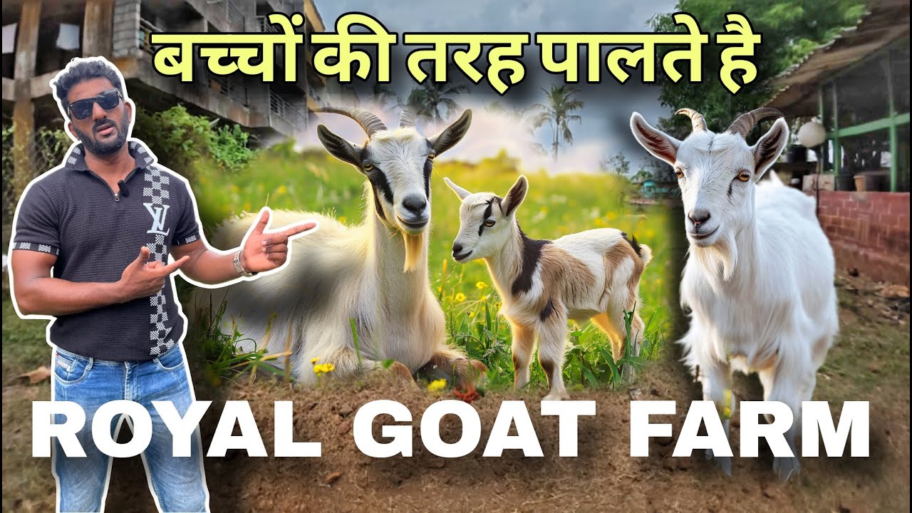 बच्चो की तरह पालते है बकरों को 😍 Royal Goat Farm shriwardhan 😀 | Kokani Bhai Vlogs |