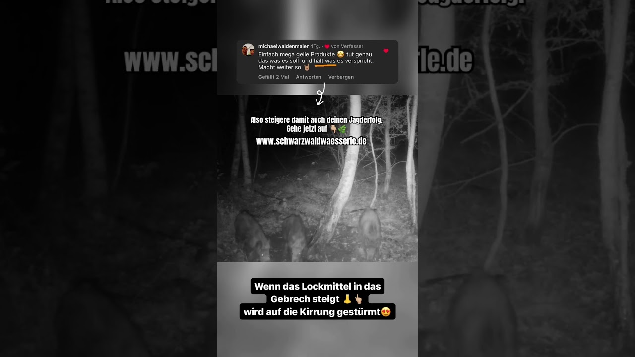Da kommen sie von allen Seiten 😅🐗 Jagd auf Schwarzwild mit Lockmittel 