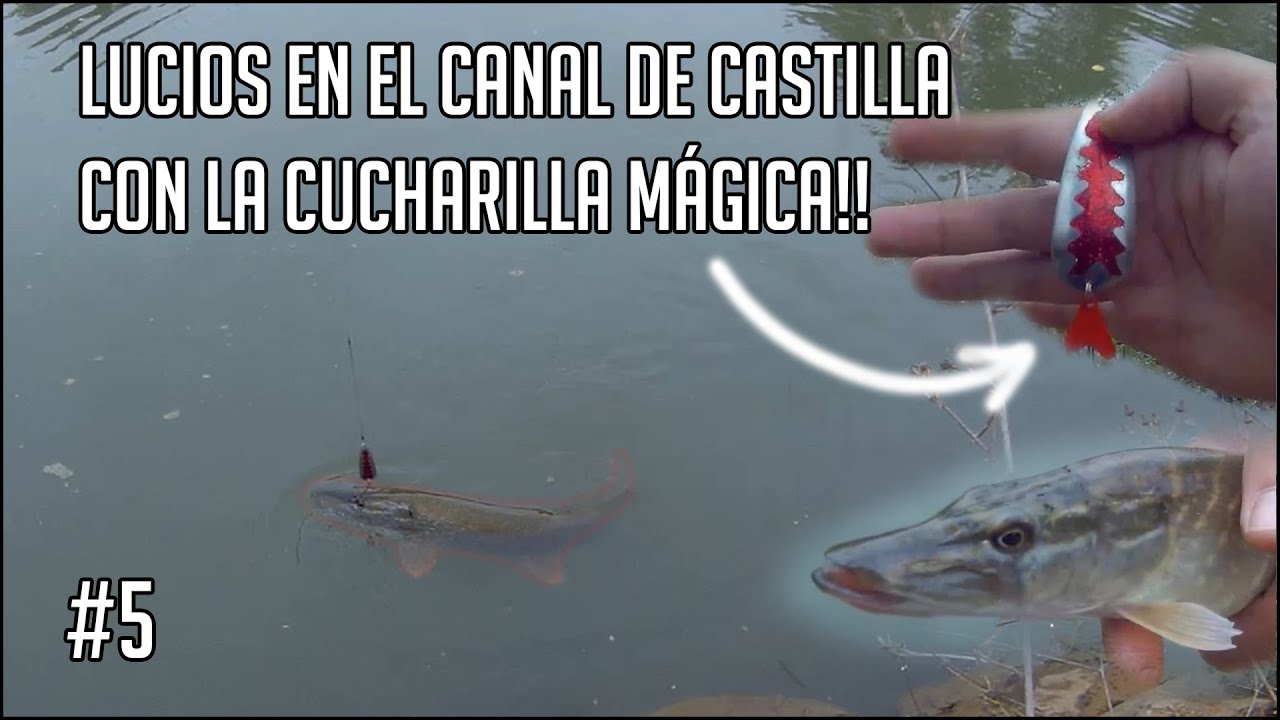 Pescando Lucios en el Canal de Castilla con cucharilla ondulante en Septiembre