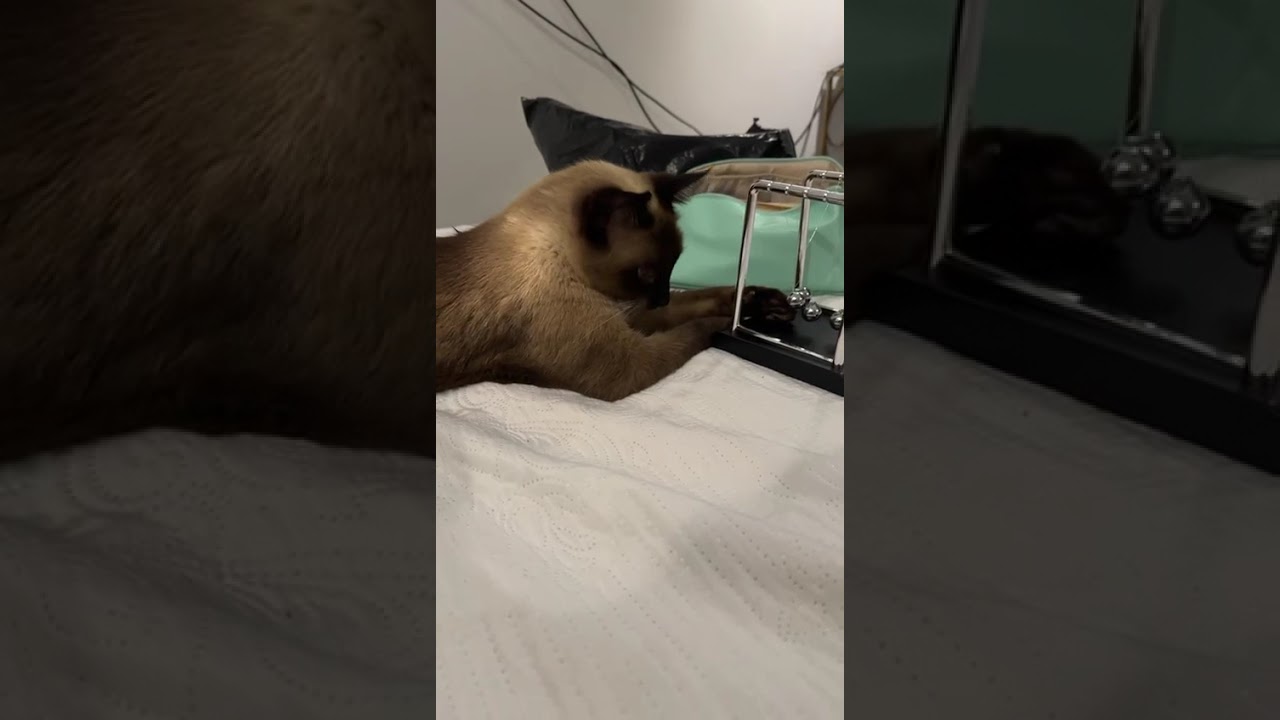 Brinquedo que o gato amou... 