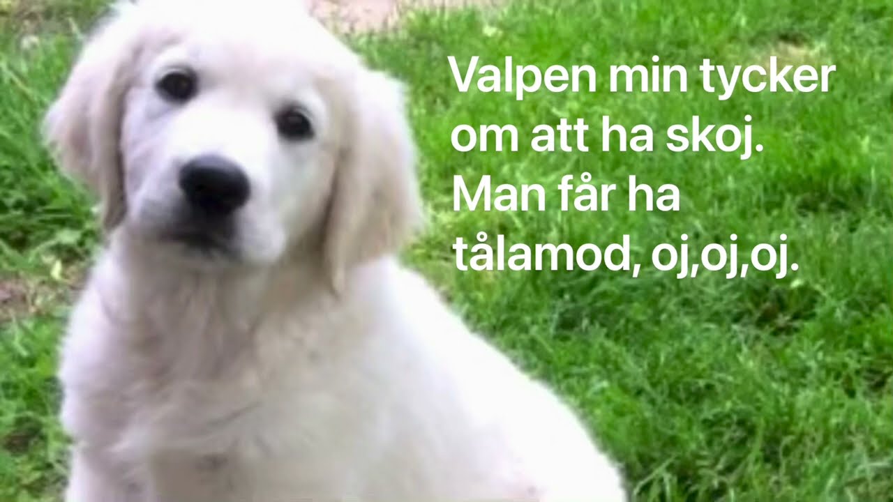 Skojiga valpen (med text) | Valpen min tycker om att ha skoj text | Gullan Bornemark