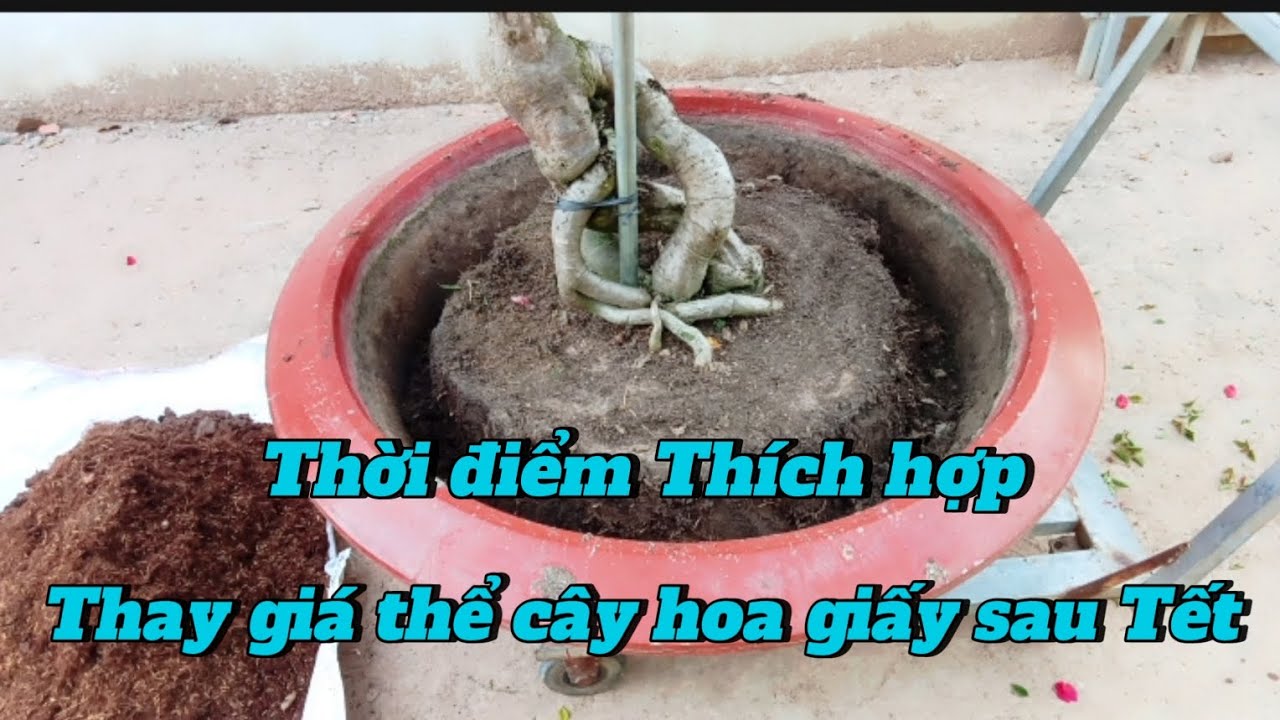 Thay giá thể cây hoa giấy sau Tết