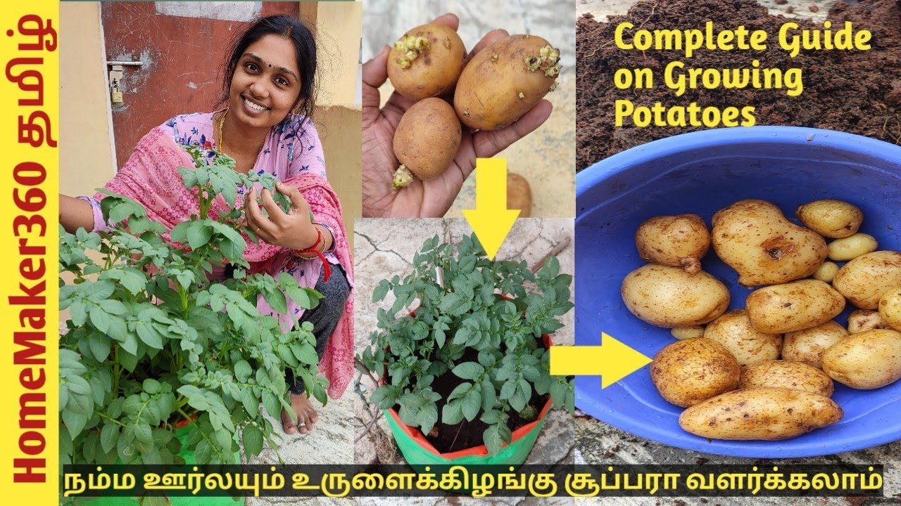 Growing Potatoes At Home (With Full Updates) | ஈஸியா நீங்களும் உருளைக்கிழங்கு அறுவடை செய்யலாம்