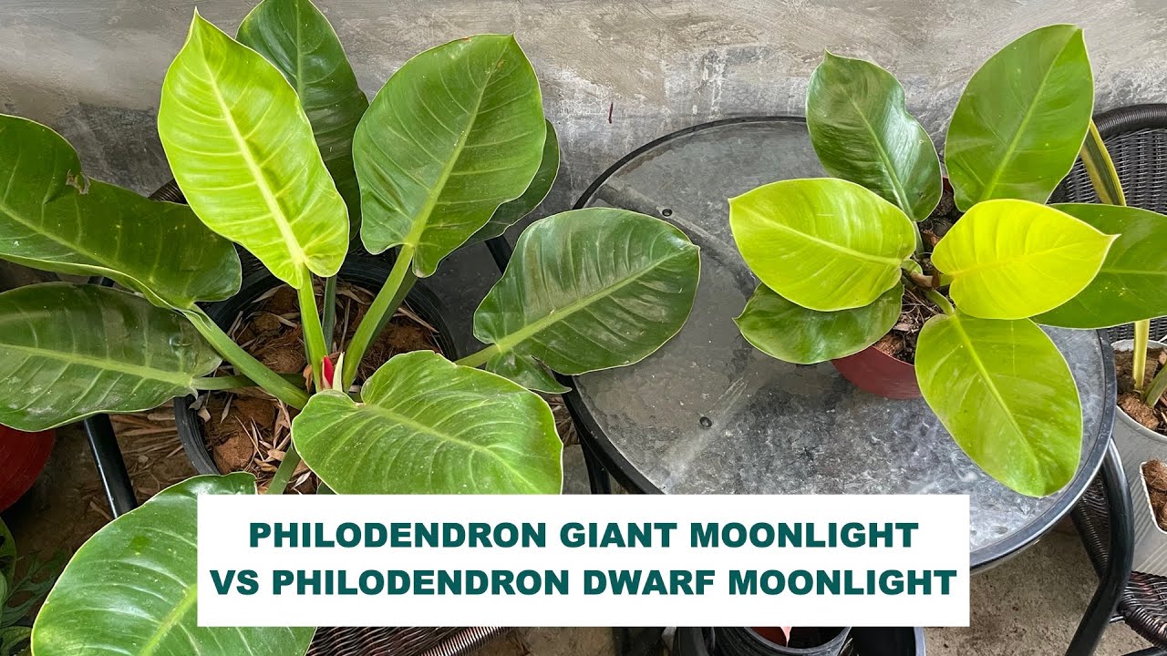 PHILODENDRON MOONLIGHT CARE TIPS AND TRICKS (GIANT MOONLIGHT VS  DWARF MOONLIGHT)
