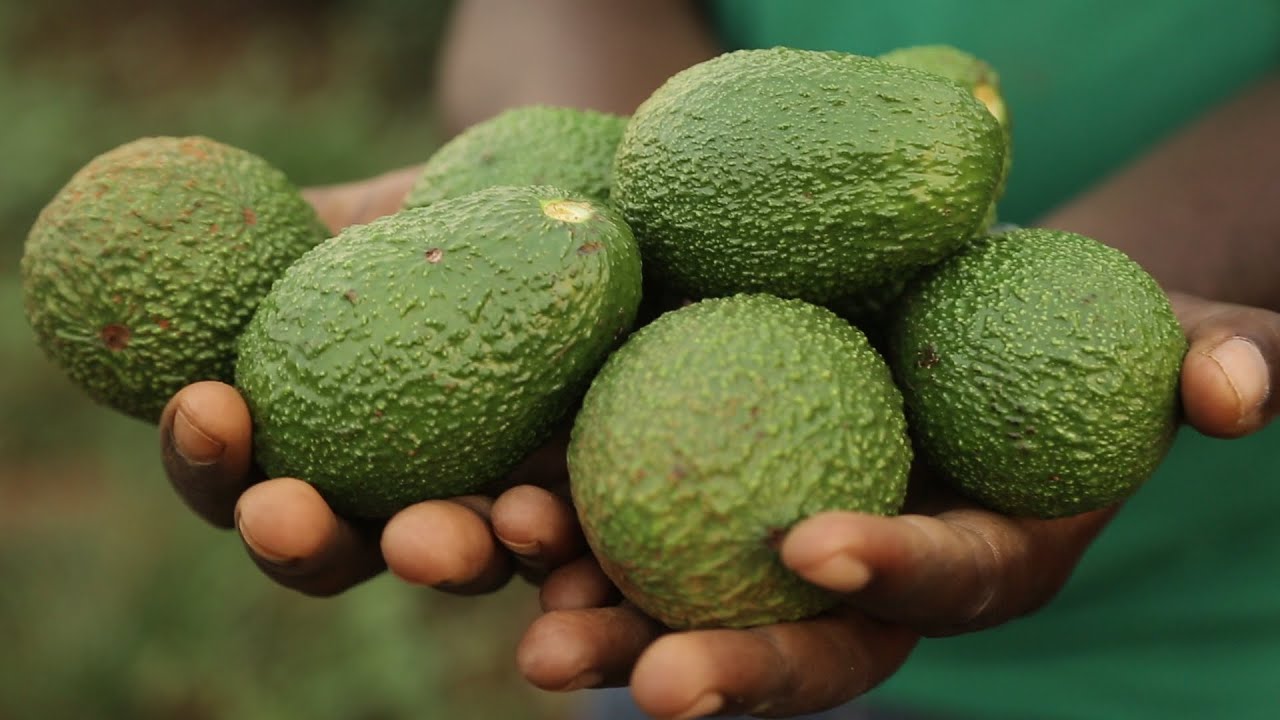 Avocado farming.