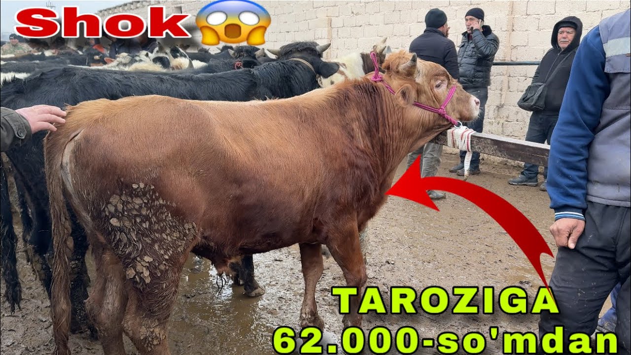 SIRDAYO 1-safxo’z CHORVA BOZORI SHOK😱 bu VIDYONI ANIQ KO’RING