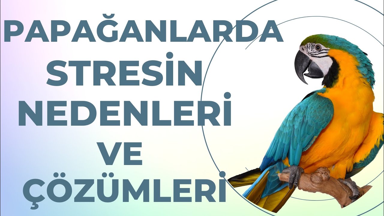 Papağanlar Strese Girerse Nedenleri, Çözümleri #papağan #papağanlar #muhabbetkuşubakımı