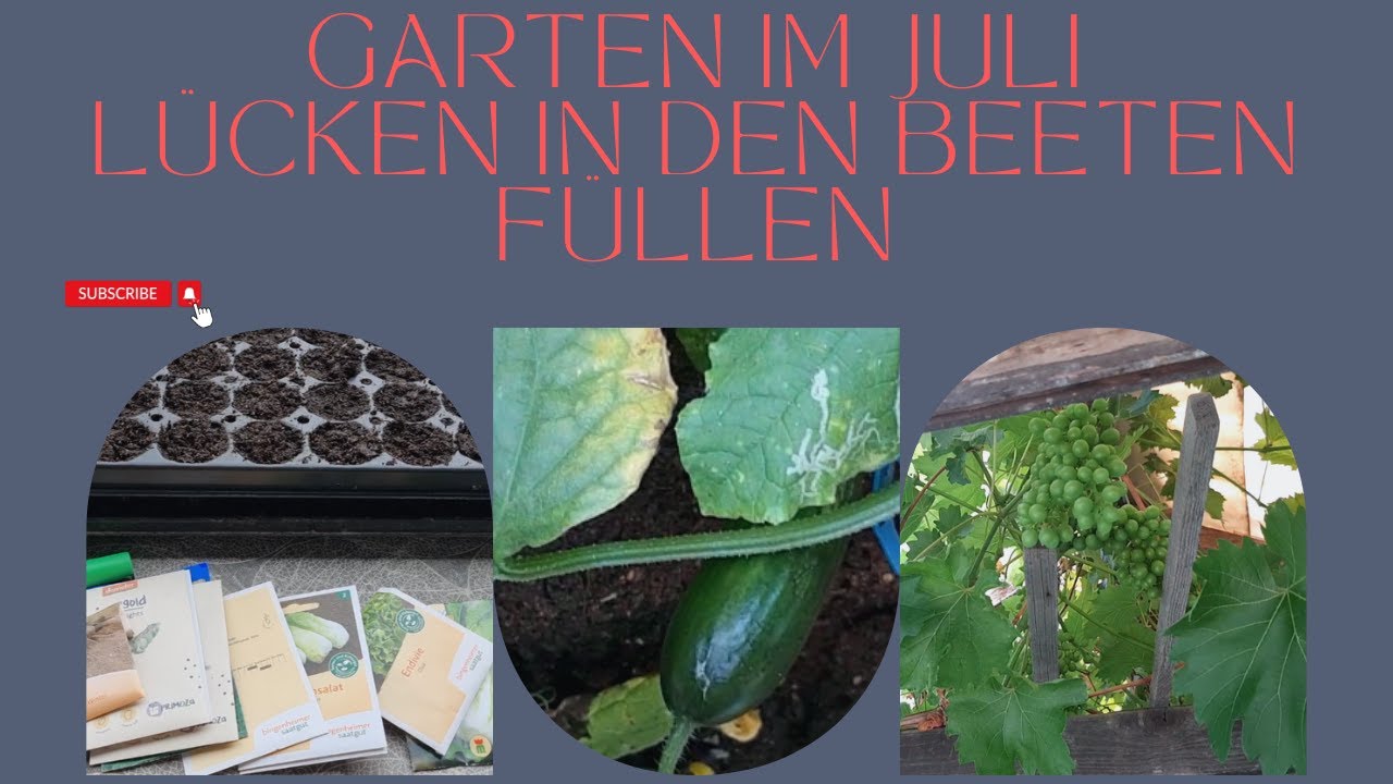 Garten im Juli und Aussaat