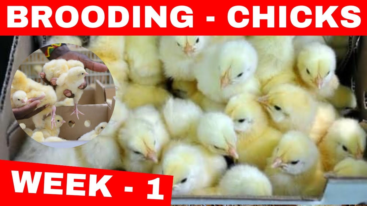 Beginner's Guide: How to Brood Day Old Chicks
