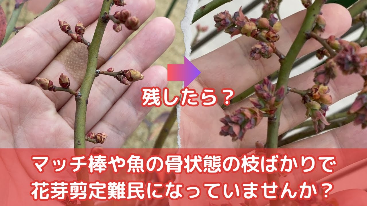 【ブルーベリー】冬剪定からの花芽剪定。マッチ棒、魚の骨状態の枝で、花芽剪定難民になっていませんか？