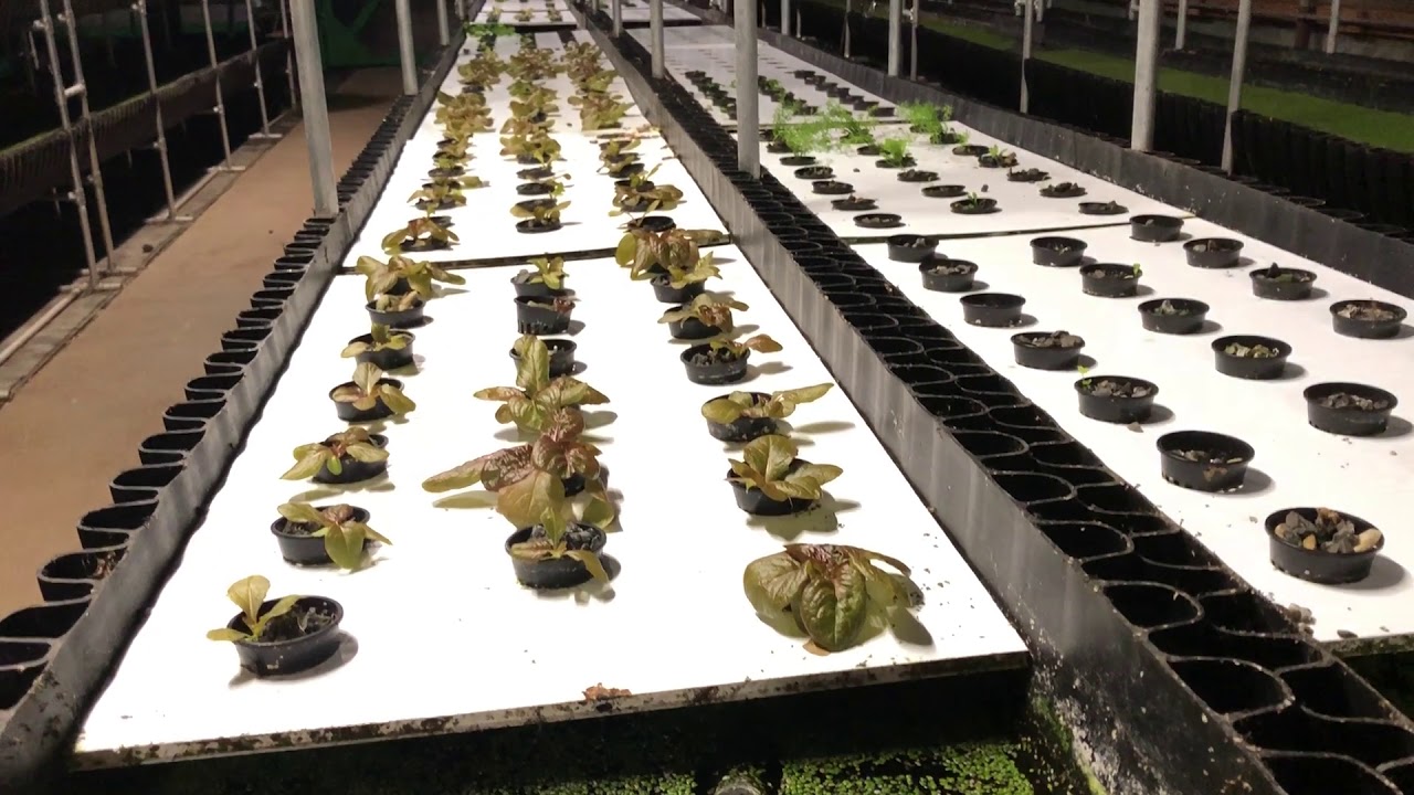 Deep Water Culture System - No Aeration Required
