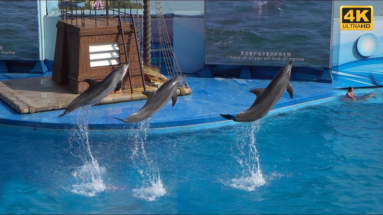 Dolphin Show in Ocean Park in Hong Kong in 4K UHD