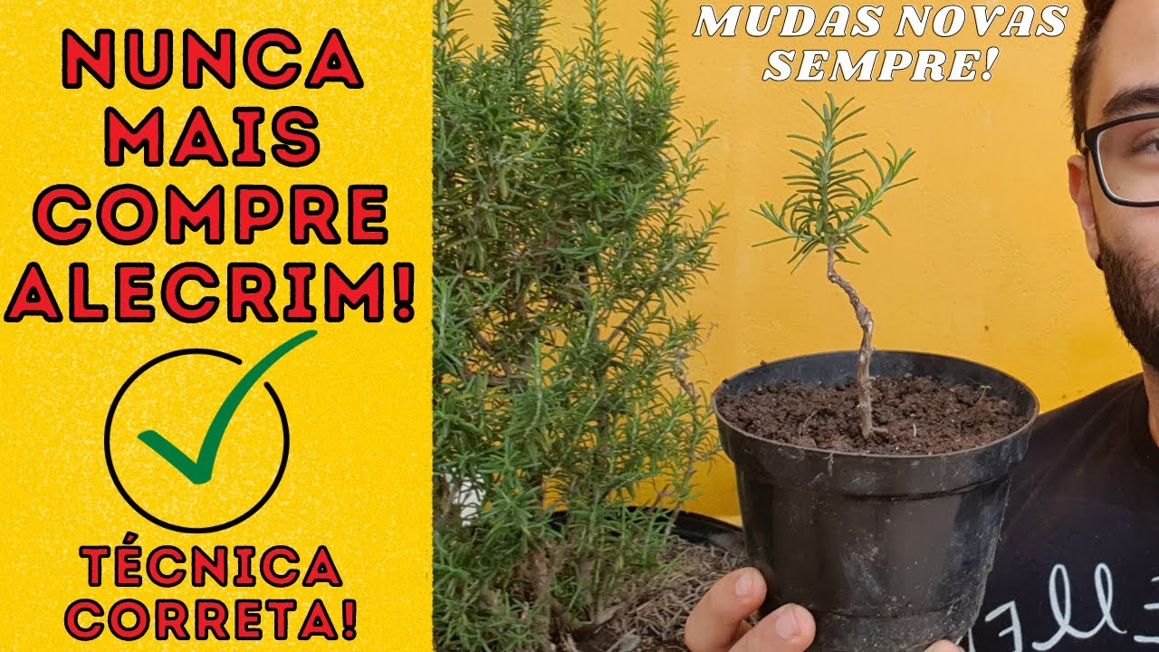 COMO FAZER MUDAS DE ALECRIM DE GALHO - PASSO A PASSO