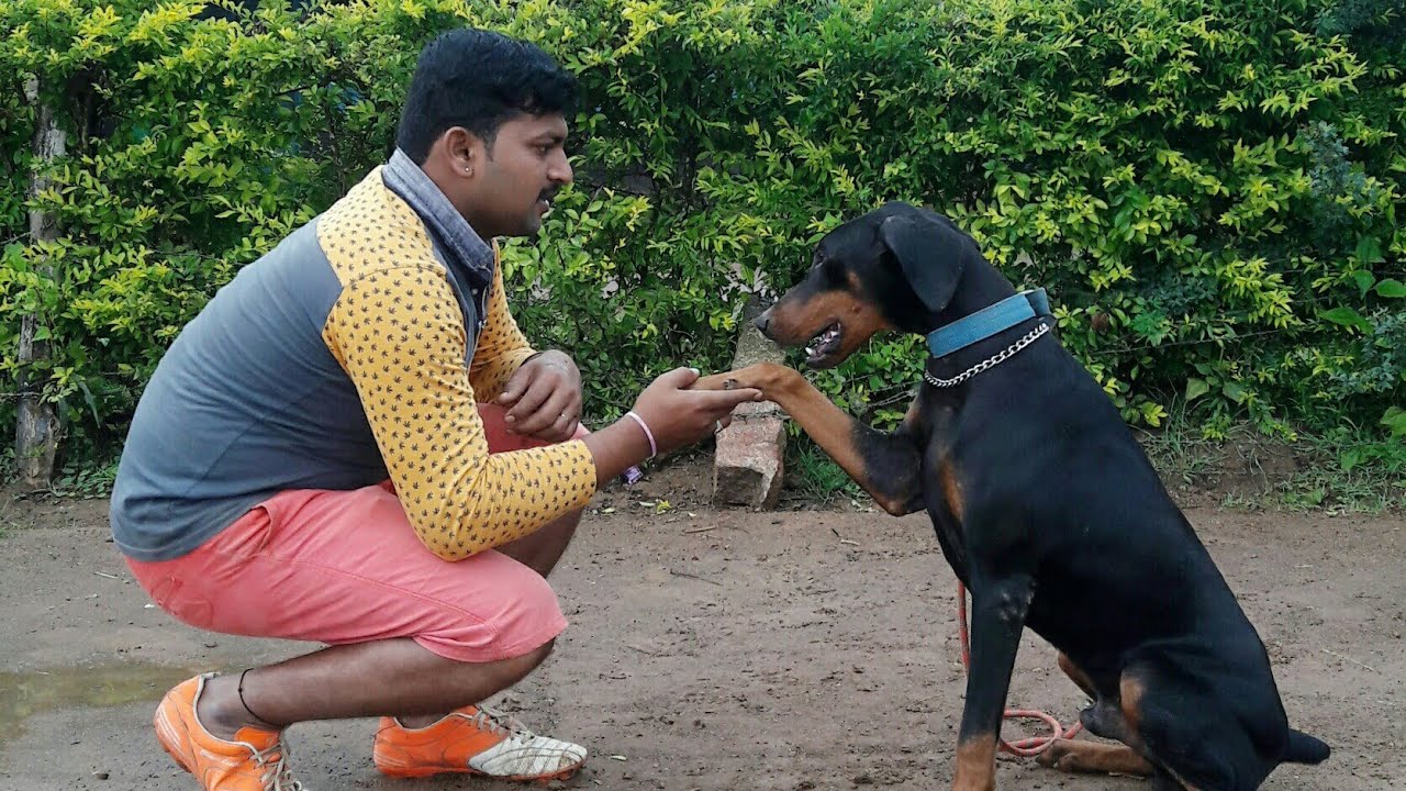 doberman dog training in  (kannada) - Karnataka dog training school.