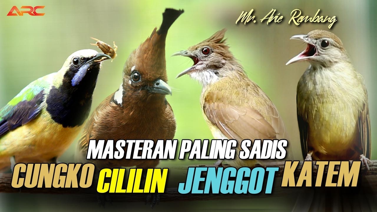 KAPAS TEMBAK - CILILIN -CUCAK JENGGOT - CUNGKO | MASTERAN MEWAH SANG JUARA PENGUNCI JURI