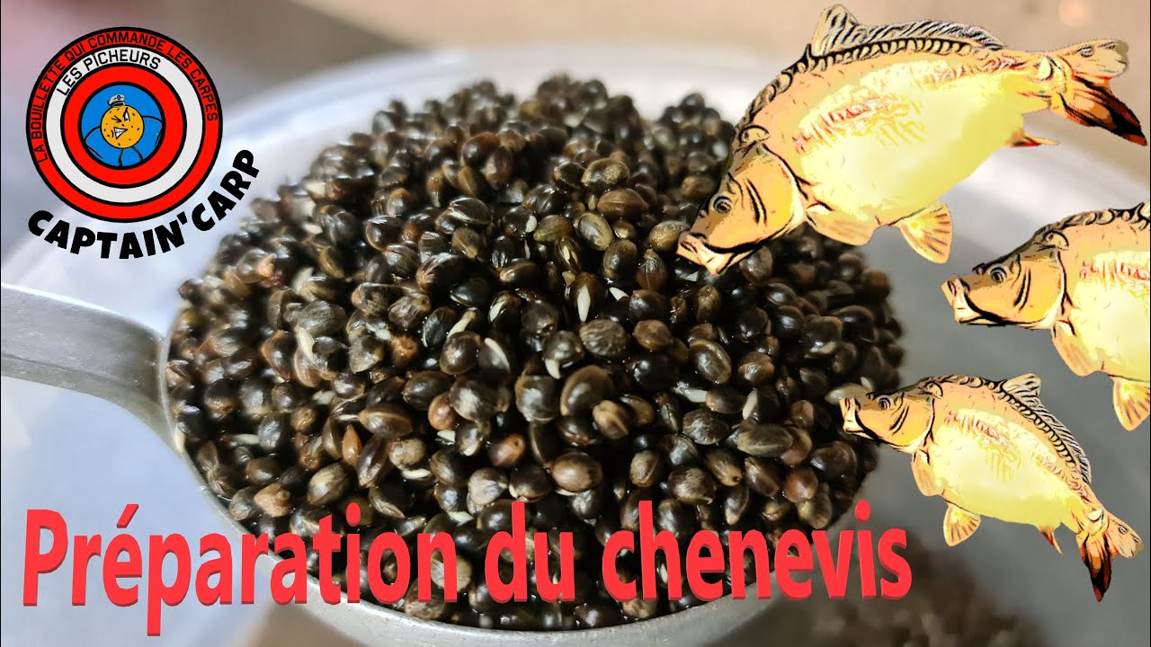 La préparation du chenevis pour la carpe*+petites astuces*