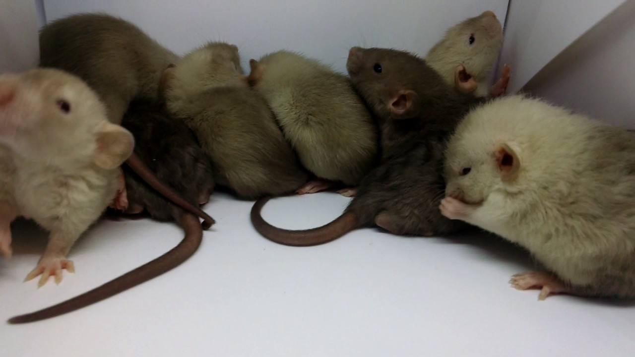 Cute baby rat yawn
