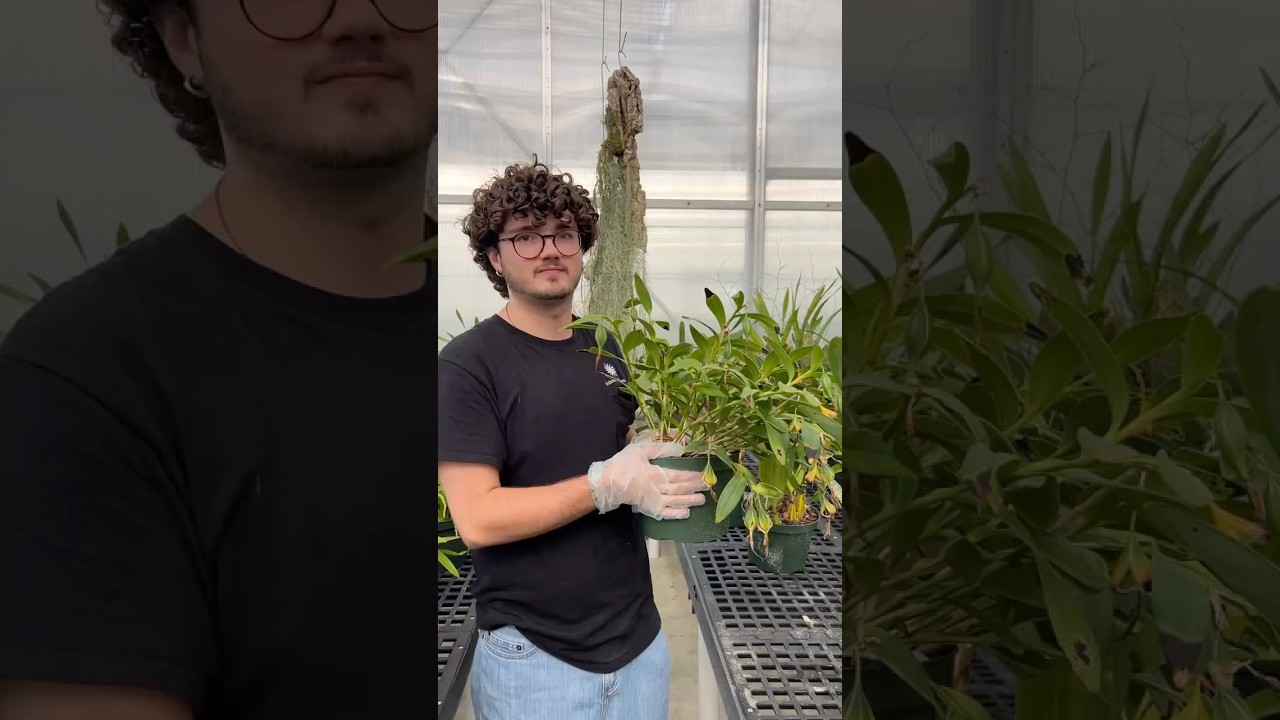 Intern Brady share about seed distribution from the night fragrant orchid. #Orchid